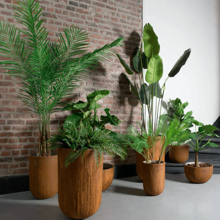 Plantes en pot