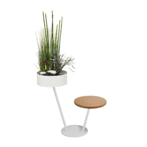 Plante de bureau Babylone